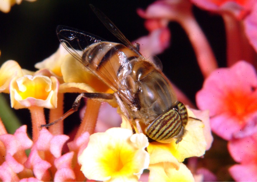 Le meraviglie  Linsetto con gli occhi a strisce e la mosca